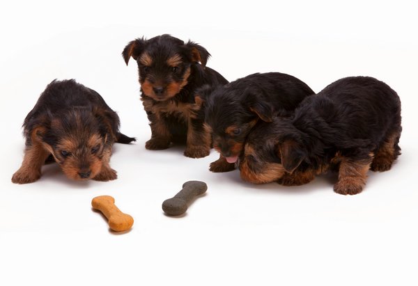 Friandises naturelles pour chiens : le goût du bien-être